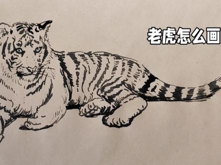老虎线描速写画法#绘画#手绘#画画#艺术