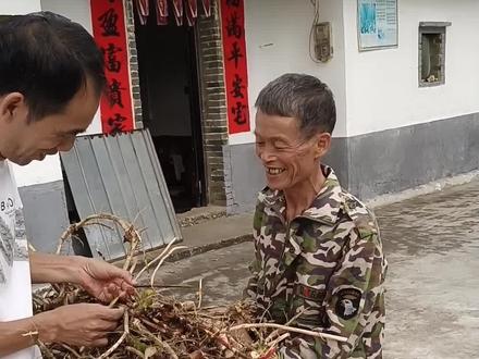阳春人都知道,春砂仁根煲鸡,煲骨头,对身体虚寒的人,怀孕安胎,坐月子,用来调理身体特好,养胃,暖胃,安胎安神!