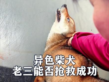 异色柴犬老三能否抢救成功 视频有点长请大家耐心观看#柴犬 #狗 #狗狗的心思都写在脸上了 #萌宠出道计划 #犬舍