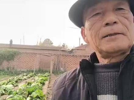 室内储存大白菜 室内怎样储存大白菜#冬储大白菜