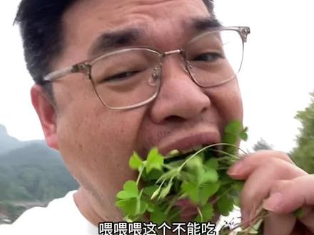 差点就吃了这个草!我的心脏砰砰跳!#酢浆草 #我的乡村生活