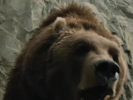 如果你被狗熊袭击应该怎么办?#涨知识 #开脑洞 #求生