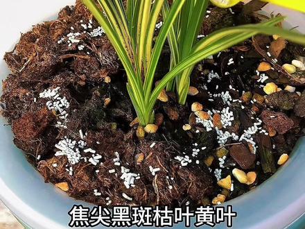 杀虫是预防兰花烂芽腐苗关键 #兰草种植 #兰花#阳台养兰