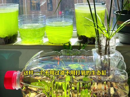 教你用矿泉水桶打造生态鱼缸#生态鱼缸 #矿泉水桶养鱼 #生态鱼缸造景 #养鱼 #鱼