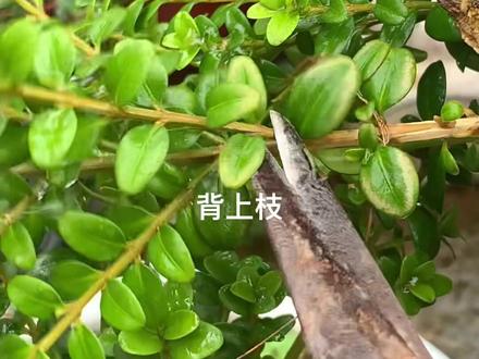 黄杨这样修剪可以吗#感谢抖音小助手 #感谢抖音我要上热门 #感谢官方 #感谢抖音 #感谢🙏支持
