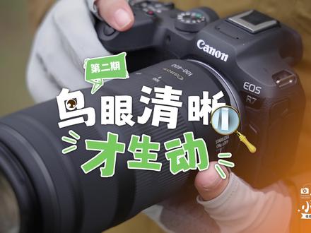 生态小白挑战:第二期《鸟眼清晰才生动》 #学拍鸟 #拍鸟小技巧 #生态摄影 #生态小白挑战