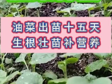 #三农#农业种植#油菜种植#油菜施肥 #油菜荚多宝