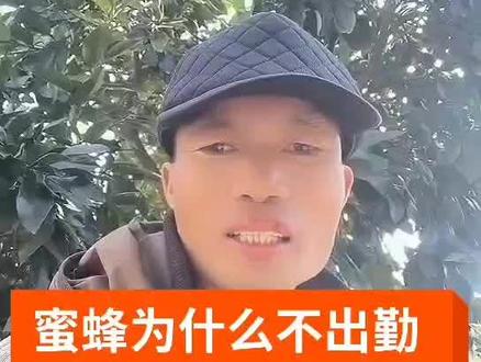 蜜蜂为什么不出勤,蜜蜂不出勤的七种原因,#蜜蜂 #农村养蜂人 #蜜蜂养殖技术