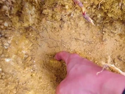 不小心挖到黄金怎么办?#科普知识 #涨知识