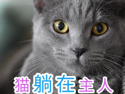 猫躺在主人脚边的意义#记录猫咪日常 #治愈猫咪 #猫咪的迷惑行为 #被迫营业的猫猫