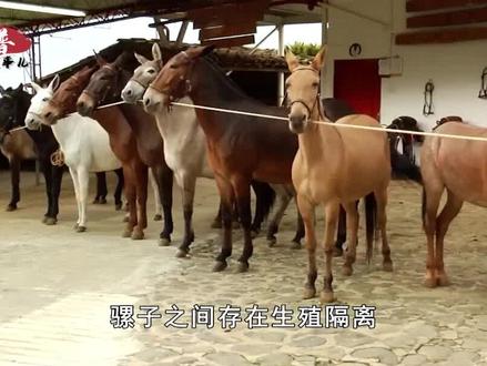 “骡子一怀孕就会死”,为什么骡子不能繁育后代?都怪人类惹的祸