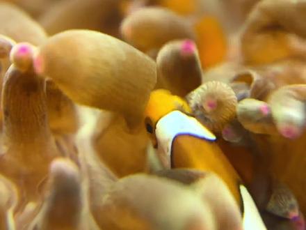 小丑鱼躲进海葵的画面真爱了~#水族 #小丑鱼