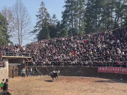 南亚战神陨落平寨牛场,高原花豹牛逼!#斗牛文化传播 #斗牛比赛