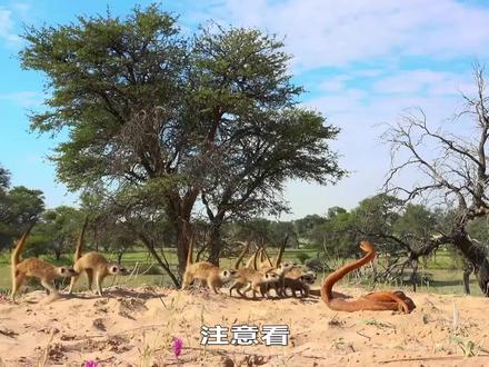 20只狐獴围攻眼镜蛇,把眼镜蛇吓得不敢动,只为保护幼崽,纪录片 #爱护大自然保护野生动物 #纪录片解说