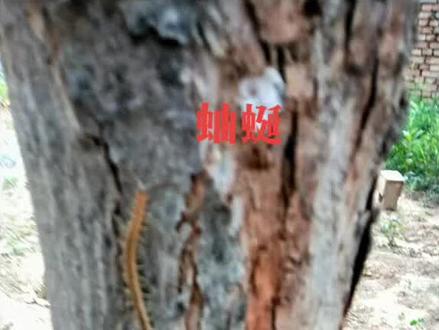 蚰蜒是节肢动物,像蜈蚣而略小,体色黄褐有细长的脚十五对,常栖居阴暗潮湿处,捕食小虫,有益农事。别称钱串子。