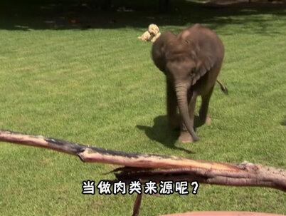 大象产肉量是猪的10倍,为何没人养大象来吃?难道象肉很难吃吗? #知识 #科普一下 #大象