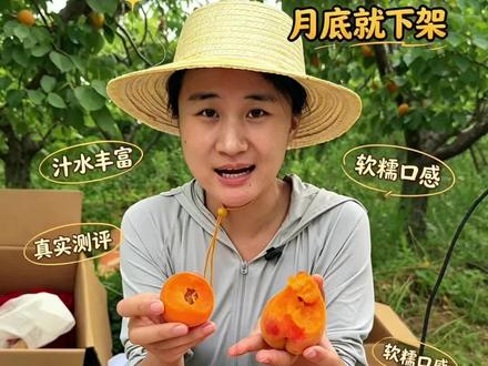 陕西双杏测评 贵妃杏|胭脂红杏
颜值高、甜度更高,放软接近纯甜,离核,杏仁晒干能吃
大黄杏|金太阳黄杏
酸甜均衡、脆感足,清爽解腻,苦杏仁不能吃
两种陕西杏子怎么选👇
✅爱吃甜的软糯的:选贵妃杏
✅爱吃清爽酸甜的:选大黄杏
#杏子熟了 #新鲜应季水果