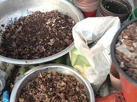 君子兰群兰是怎么形成的,这期视频教兰友制作过程,耐心看完! #君子兰家庭养殖经验分享 #君子兰养殖 #养花人 #种花小达人 #种花教程 #花卉绿植 #养花小知识 #爱生活爱养花 #我的乡村生活 #盆景艺术