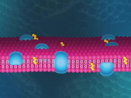 细胞膜的流动镶嵌模型 #生物 #磷脂双分子层 #膜蛋白 #跨膜运输