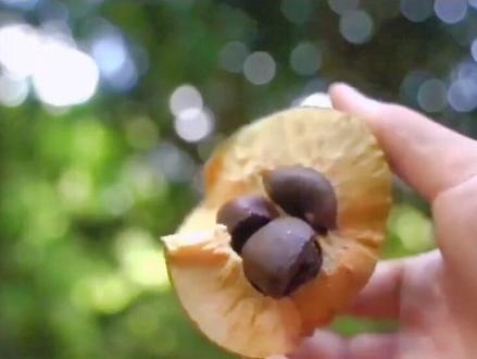 #桐油 #新农人计划2023 桐油制备方法