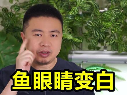 鱼眼睛变白,就是蒙眼,给你讲蒙眼的原因和解决方法 #养鱼 #观赏鱼