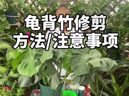 #龟背竹 龟背竹修剪方法,怎么修剪龟背竹呢?良好的修剪原则才能生长旺盛,不开背的小叶,枯枝,株型大小都可修剪