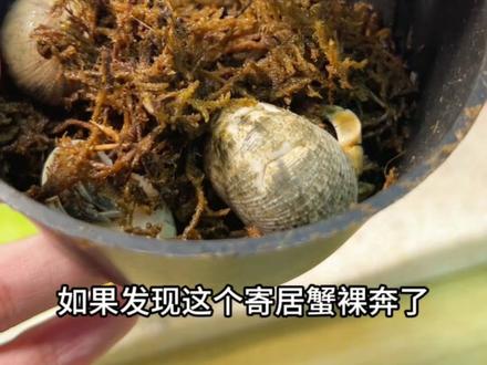 为新手宝子们准备的#寄居蟹 饲养教程#开箱视频 #寄居蟹饲养