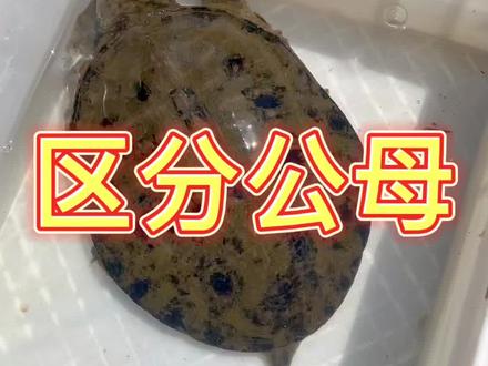 #甲鱼 如何正确的区分甲鱼的公和母