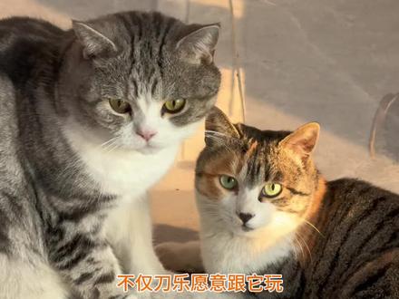 猫际关系,也是相当复杂。#猫咪