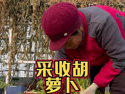 采收胡萝卜我们要及时进行采收,过早过晚都会影响胡萝卜的品质#我的农村生活 #我的乡村生活 #我的小菜园 #记录我的农村生活