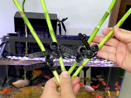 鱼缸水培扎带 像插秧苗一样的种水培植物#水族扎带#水培植物扎带#鱼缸水培#吸盘扎带