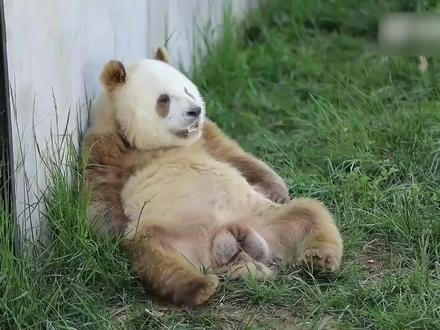 七仔亲生父母首次曝光,父喜悦母妞妞黑白大熊猫,如何生出棕色熊#国宝大熊猫 #国宝熊猫 #七仔 #七仔咬阿宝耳朵