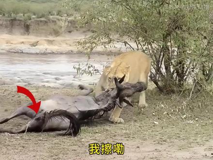 角马演技炸裂,装死骗过母狮,死里逃生 #动物世界 #狮子