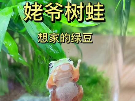 我说绿豆今天怎么反常……
#姥爷树蛙 #青蛙 #爬宠
