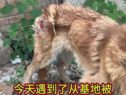 #流浪狗救助 #不爱请别伤害 #关注流浪动物 被领养走的大黄