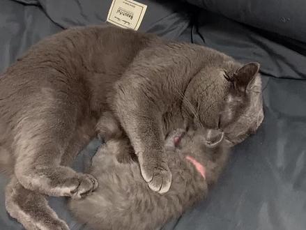 大圣太难了 想看一眼孩子这么不容易 可怜天下父母心啊#萌宠出道计划 #猫咪日常