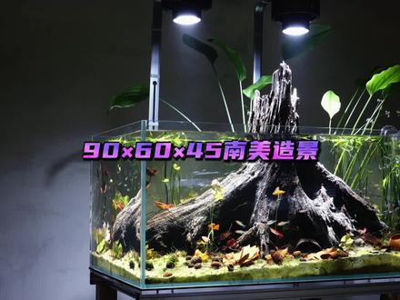 90×60×45南美造景 #雷思达 #南美缸 #藤纹 #睡莲 #创作灵感