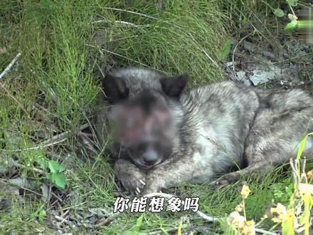 一只被泼硫酸的小狗严重毁容 #一代人有一代人的动物世界 #狗 #动物独白 #保护动物 #动物知识科普