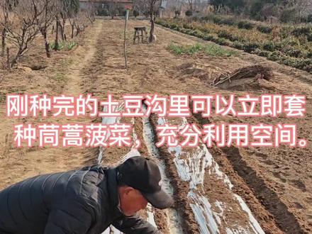 #种植记录 土豆沟里套种茼蒿菠菜,含技术要点。