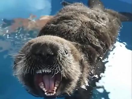 超级可爱的小海獭#动物科普 #知识科普