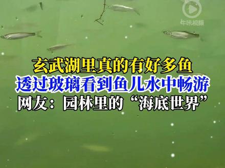 玄武湖的“大鱼缸”值得冲!定位梁洲蒲仙岛水文化主题园,贴着玻璃数小鱼超治愈❤️#江苏dou知道