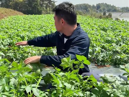 要想土豆产量高,整枝打叉管理好 #土豆种植 #种植小技巧 #三农 #新农人 #种菜 @种菜人小谢(生活号)