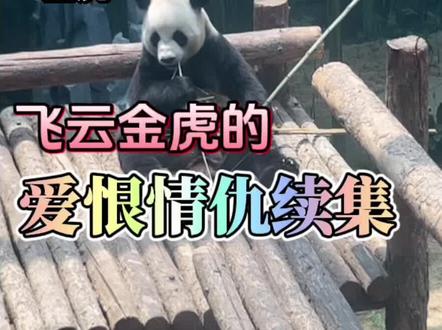 8.12 | 飞云金虎的爱恨情仇续集来了!妙音生日那天虎子生怕吵醒飞云,一直防御着,大气不敢出的样子笑死人了!#大熊猫金虎 #大熊猫飞云 #来这吸熊猫 #不止我一个想rua大熊猫 #搞笑 @王烟花