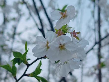 桃花、樱花、杏花、李花、梅花、海棠花,别再傻傻分不清了!一个视频告诉你区分方法!#樱花 #桃花 #海棠花 #梅花 #杏花