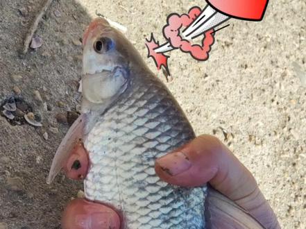 周末吹吹风钓钓鱼——似刺鳊鮈的身影越来越多了#原来钓鱼才是抖音运动顶流 #在冬日阳光下钓个鱼吧 #钓鱼的乐趣只有钓鱼人懂 #爱生活爱钓鱼 #天冷就要多吃鱼