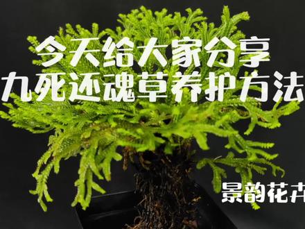 今天给大家九死还魂草养护方法 #植物 #园艺