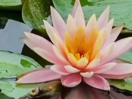 相机间隔拍摄数百张照片后期合成延时短视频,记录睡莲怒放的过程,太惊艳了。#原创 #记录真实生活 @抖音小助手