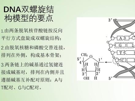 DNA双螺旋结构模型的要点 #生物 #DNA