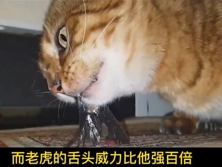 #创作灵感 最好不要尝试#涨知识 #神奇动物在抖音 @抖音创作者学习中心