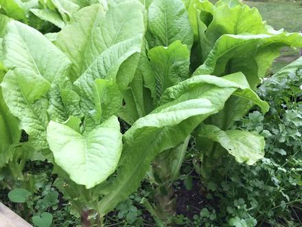 莴笋种植,如何种出又粗又壮的莴笋 | 肉质茎形成关键期